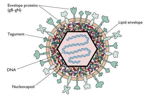 Vírus fazem parte da microbiota?