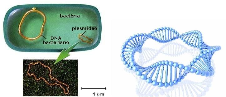Plasmídeo