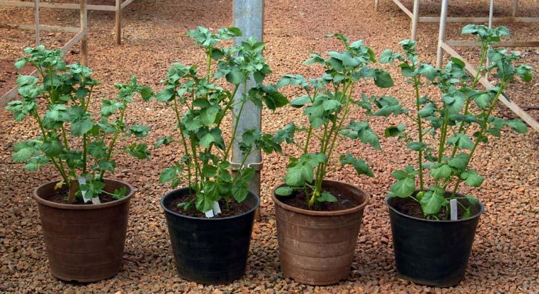 FIGURA 5. A: plantas de batata cv.