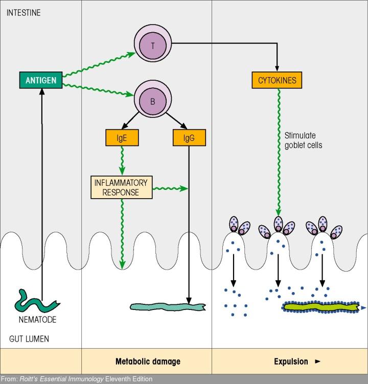 Resposta Imune Contra Parasitas Intestinais IL-4,