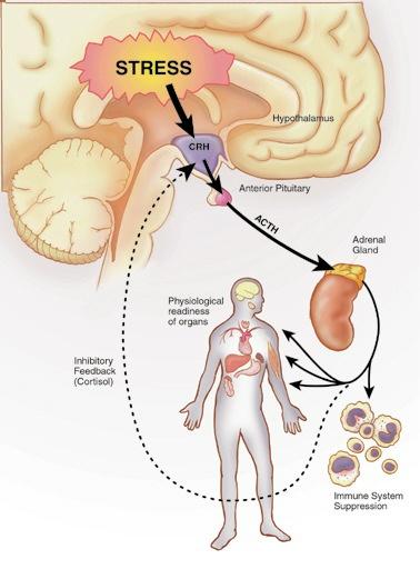 Estresse e o eixo HPA: