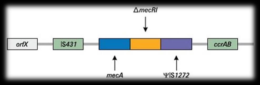 7 responsáveis por construir, manter e regular os peptidoglicanos da parede celular da bactéria (CORREAL et al., 2013). De acordo com Correal (2013), o gene meca codifica uma proteína chamada PBP2a.