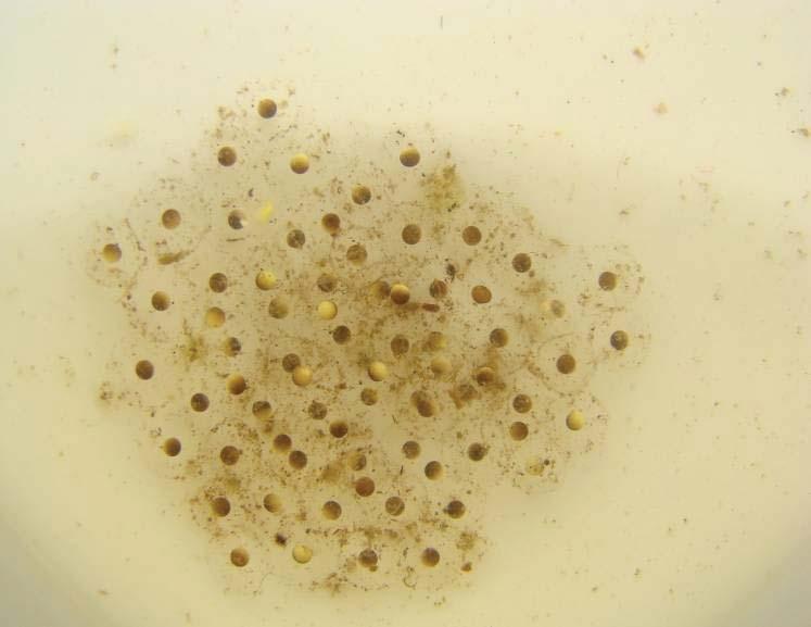DESOVA As desovas ocorrem em ambientes de banhado e os ovos ficam submersos a uma pequena profundidade. O número de ovos variou entre 74 e 185 (n=5; Média=82; Desvio Padrão=8,54).