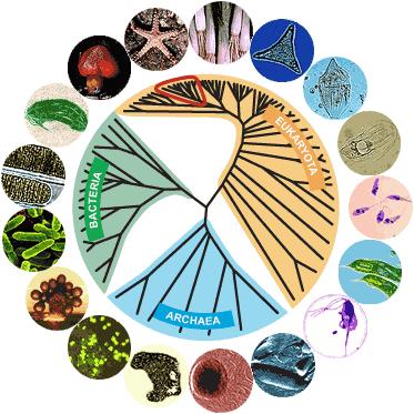 Phylogenetic Trees Illustrate the evolutionary relationships among genes and/or organisms intuitive way to infer relationships reconstruction of the evolutionary history