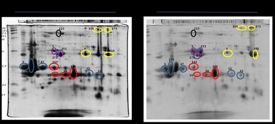 Figura 1: Perfil protéico bidimensional do plasma seminal de dois garanhões da