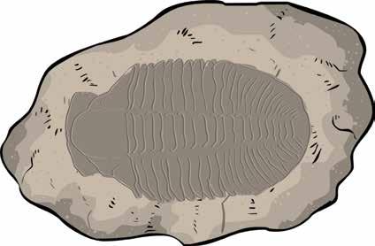 Fóssil de trilobita, viveu há 2 bilhões de anos.