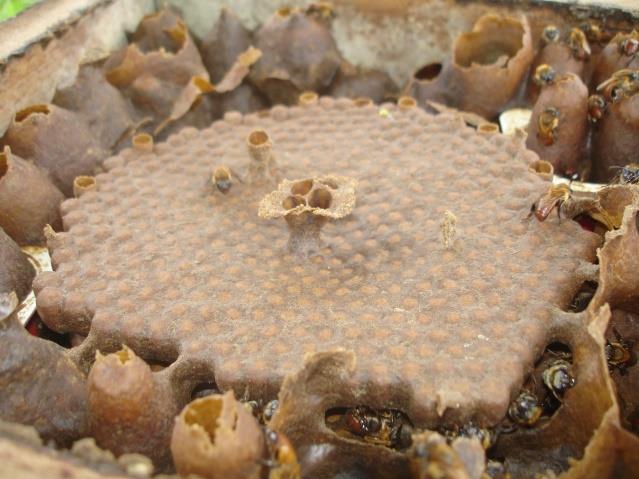 Figura 1. Meliponário ou local de criação das abelhas-indígenas-sem-ferrão. Fonte: Barbosa-Costa, 2015. Figura 2. Discos de cria novos (escuros). Ao redor, potes de alimento (mel e pólen).