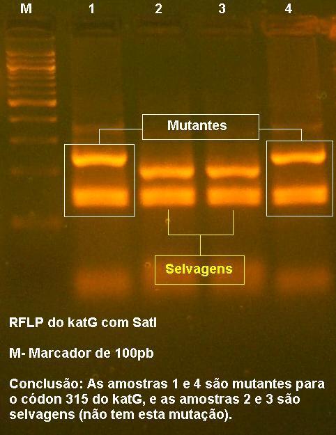 Ao comparar as diferentes mutações que podem ser identificadas no códon 315 do katg pelas enzimas que foram utilizadas, é possível afirmar que as cepas mutantes apresentam apenas duas possíveis