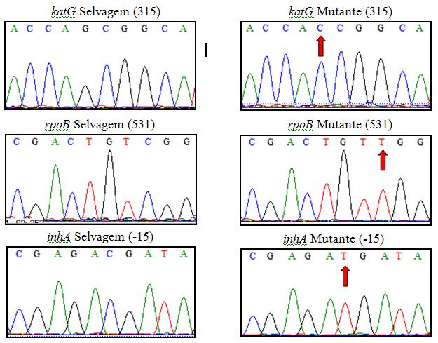 38 Figura 07. Padrão de cromatogramas do sequenciamento das amostras mutantes e selvagens para os códons 315 do katg, 53