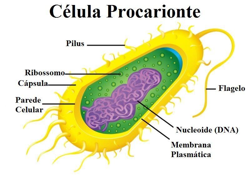 -Membrana plasmática: membrana seletiva que fica na região interna à parede celular e que permite a entrada de elementos necessários à célula, ao mesmo tempo em que permite a saída daquilo que ela