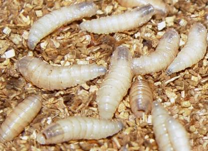 larvas de moscas Eruciforme: Larva