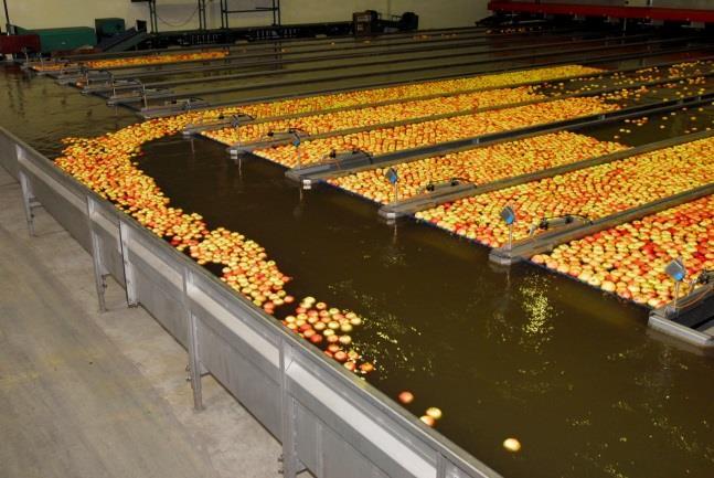 em frutos de caroço na Cova Beira com variedades selecionadas