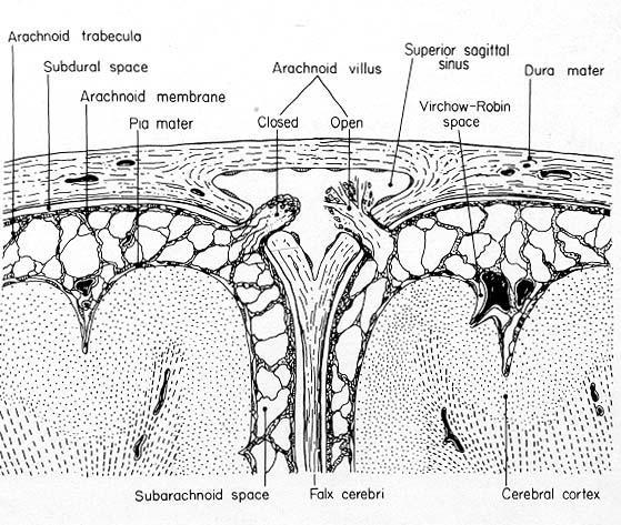VILOSIDADES ARACNÓIDES absorção do LCR mais diferenciadas e ativas nos seios venosos absorção por