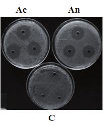 aureus FRI 196e, e (C) controle com meio de cultivo concentrado, não inoculado. Martins et al. (2006), atribuíram maior efeito inibitório de BAL cultivados em anaerobiose na inibição de E. faecalis.