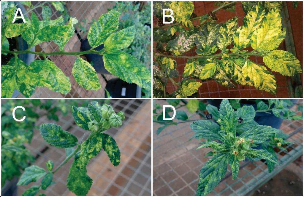 enzima de restrição MspI comprovou que 38 plantas estavam infectadas por begomovírus, com apenas uma planta de S. acuta apresentando resultado negativo.