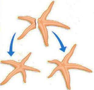 QUESTÃO 06 Qual a função da coluna vertebral e das vértebras?