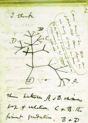 Anotações de Darwin (1837) Primeira ilustração de especiação por cladogênese nos tentilhões de Galápagos.