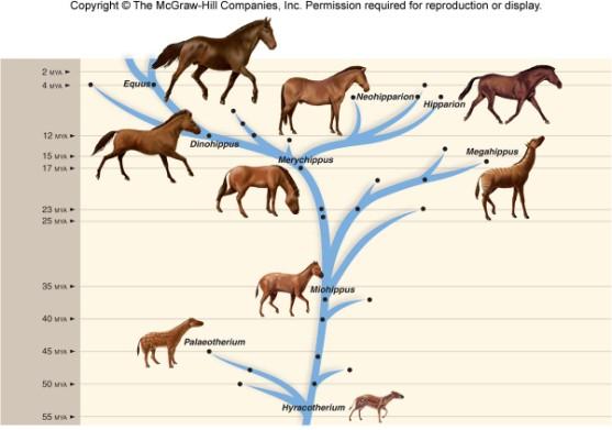 Especiação no registro fóssil: árvore da linhagem dos equinos 14-58
