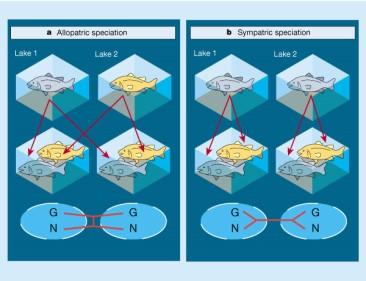 Separadas Especiação e filogenia Em contato secundário Árvore filogenética a, Especiação alopátrica ocorre quando há uma barreira geográfica, e quando voltam a ter contato (contato secundário), há