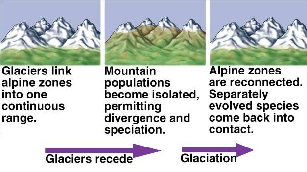 extrínseca extinção de intermediários Fenômenos vicariantes cíclicos Glaciações e ecossistemas