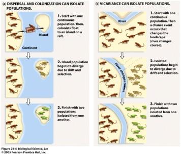 Isolamento alopátrico Ocorreu especiação durante o isolamento geográfico?