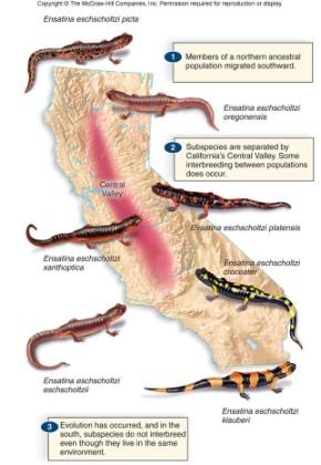 Central) separou as populações da salamandra Ensatina, que é uma espécie em anel.