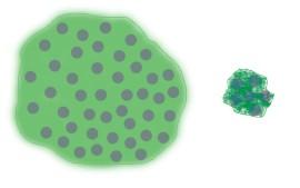 Eventualmente uma barreira reprodutiva aparece, formando duas espécies de acordo com o CBE. dispersal Especiação peripátrica foi iniciada pela dispersão de poucos indivíduos de M.