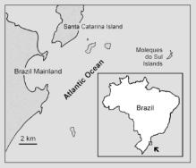 ploidia, etc Aumento da divergência genética Cavia intermedia População foi isolada desde o fim da última Glaciação (12.000 anos atrás).