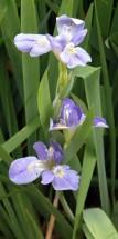 Iris hexagona Seleção adaptativa divergente levou à especiação simpátrica nas