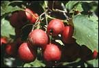 EUA, onde há cultivos de maçã.