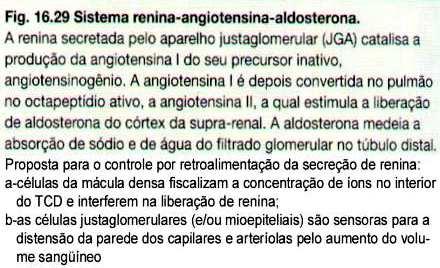 modificadas das ARTERÍOLAS AFERENTE e