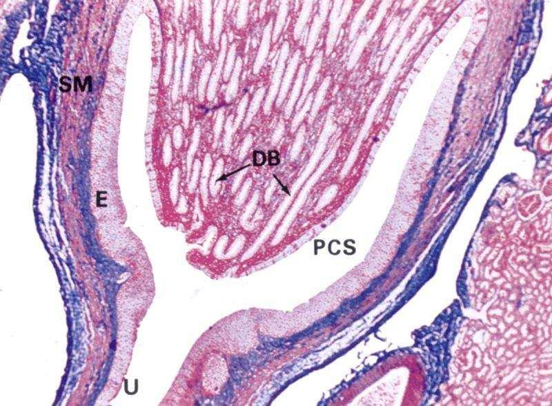 Papila renal Formação da urina TCP: absorção de 80-85% H 2 O, Cl - e Na + ; absorve toda a glicose, aminoácidos e proteínas; Alça a de Henle: responsável pelo gradiente de hipertonicidade da medular