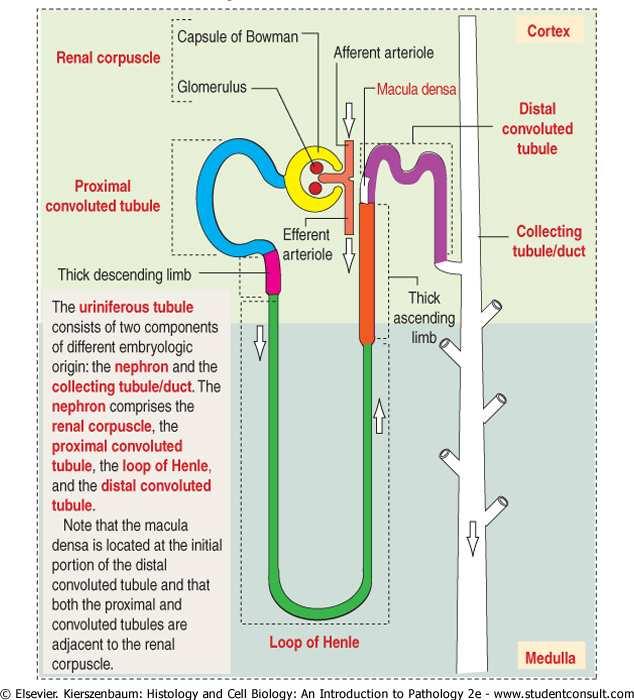 Túbulo urinífero * Unidade funcional do rim, onde ocorre a filtração; * 80% dos néfrons estão no córtex (néfrons corticais), o restante penetra na medula