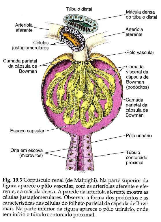 Componentes do Néfron 1º- Corpúsculo renal Formado pelo glomérulo mais a cápsula de Bowman espaço