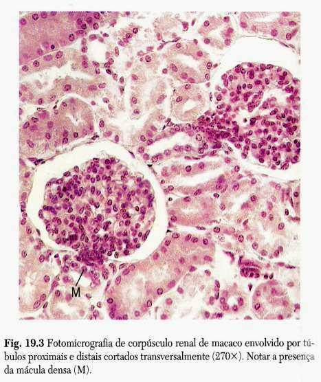 (epitélio simples pavimentoso); O corpúsculo renal possui 2 pólos - vascular (arteríola glomerular