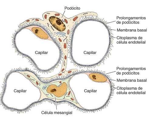 células mesangiais intraglomerulares 2º- Túbulo Contorcido Proximal (TCP) TCP: é o primeiro