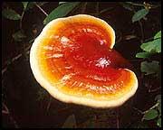 Dentre as espécies de cogumelos mais apreciadas, a cogubelo cogumelos escolheu produzir as seguintes: Ganoderma lucidum (Reishi ou Ling Zhi) Lentinus edodes (Shiitake) alguns tipos de
