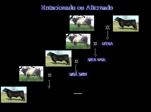 Cruzamento rotacionado ou alternado contínuo A raça do pai é alternada a