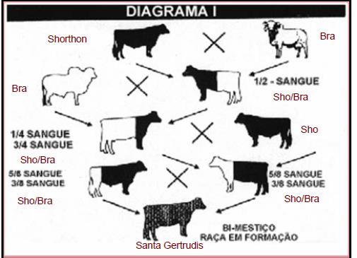 raça sintética Manter no rebanho animais com graus de sangue intermediário entre Europeu e Zebu; Manter no rebanho animais com graus de sangue adequados as condições climáticas, de manejo, de