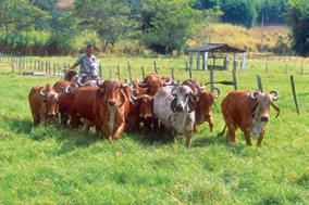 O gir leiteiro tem sido bastante utilizado em cruzamentos, sendo preferido para cruzamentos com as raças europeias especializadas em leite (holandesa, jersey e pardo-suiço).