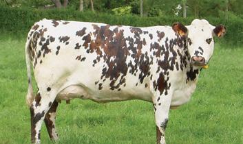 500 kg, com 3,5% a 4,5% de teor de gordura, sendo ideal para fabricação de queijos.