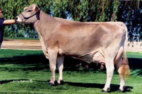 Pardo-Suíço Vaca Pardo-Suíça O gado Pardo-Suíço constitui uma das raças bovinas mais antigas. Teve origem 1800 anos antes de Cristo.
