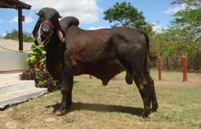 melhores raças para produção de carne em menor tempo.