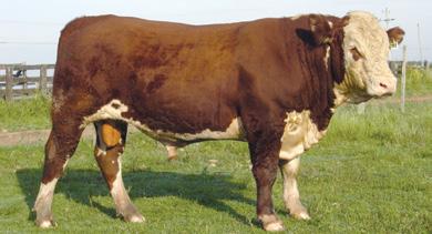 É de origem inglesa, sendo a mais antiga e aperfeiçoada raça especializada para carne do mundo. As vacas são excelentes leiteiras e boas mães, porém é uma raça sem expressão no Brasil.