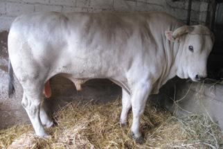 Chianina Touro Chianina É uma raça oriunda da Itália. Apresenta pelagem branca, sendo especializada para produção de carne.