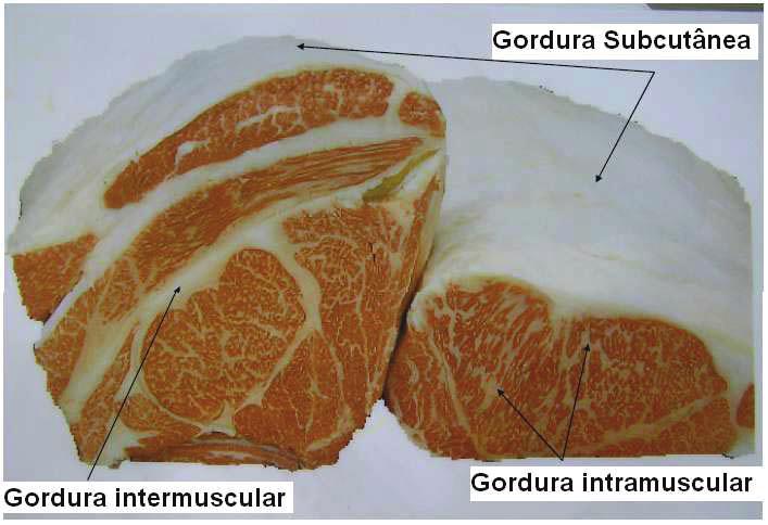 bovinos castrados e inteiros, registrando um maior teor de gordura entremeada na carne dos animais castrados. Figura 1. Depósito intermuscular e intramuscular de gordura na carne bovina.