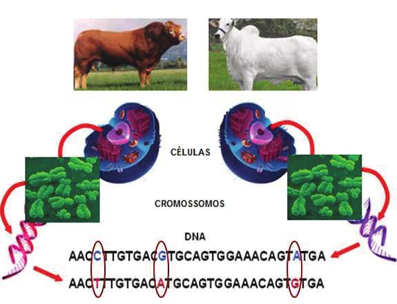 Ferreira e Grattapaglia (1998) definiram marcador molecular como sendo qualquer fenótipo oriundo de gene expresso ou segmento de DNA específico.