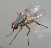 http://nicoleb.org/mnblog/2011/08/flesh-fly-sarcophagidae/ A capacidade de adaptação destes insetos aos ambientes criados pelo homem é que as dá a condição de ser considerada sinantrópica.
