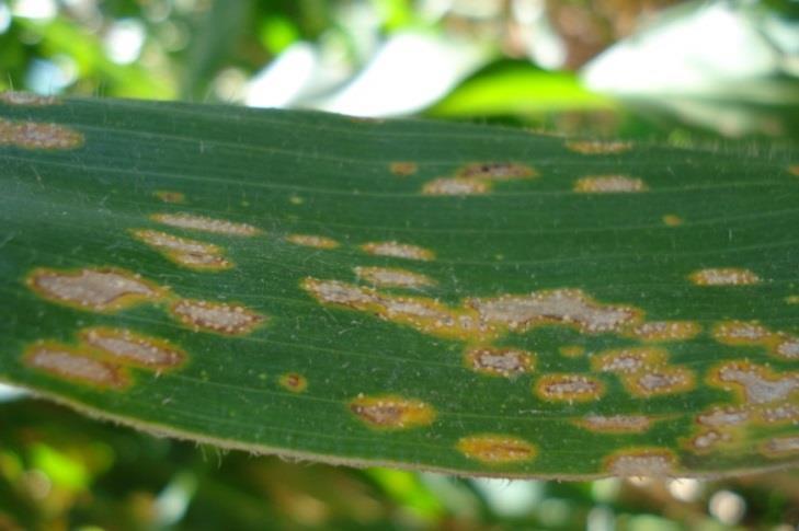 Sintomas: Nas plantas doentes, observam-se pequenas pústulas de cor branca ou amarelo-claro, que formam grupos alongados paralelos às nervuras.