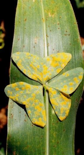 Sintomas: Em ambas as superfícies da folha de milho, formam-se pústulas de cor marromescuro, alongadas, que se rompem longitudinalmente (Figura 12-). Figura 12(-). Sintomas nas folhas.